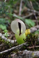 Arum idaeum